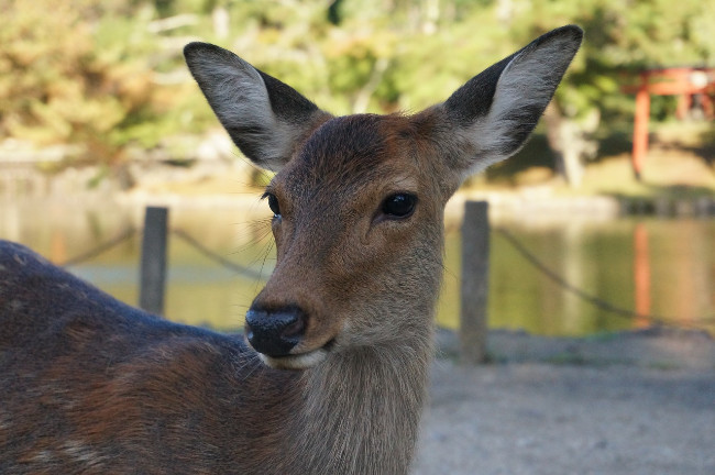 kyoto-nara-deer